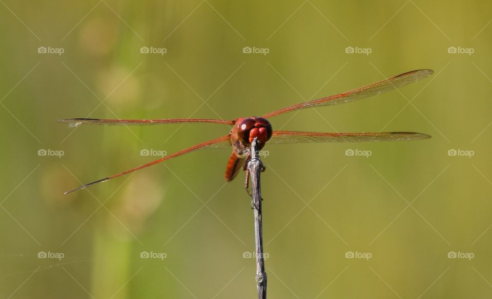 Found this beautiful red dragonfly down by the lake.