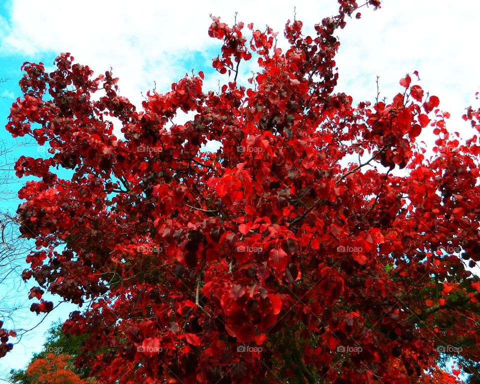 View of tree during autumn