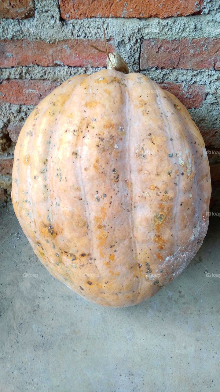 Cucurbita is a genus of herbaceous vines in the pumpkin family