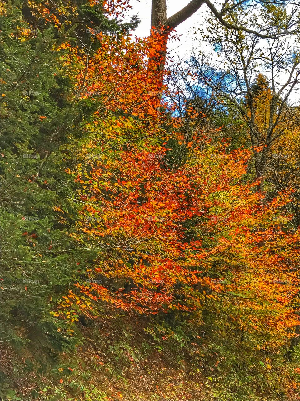 Colors on the trail