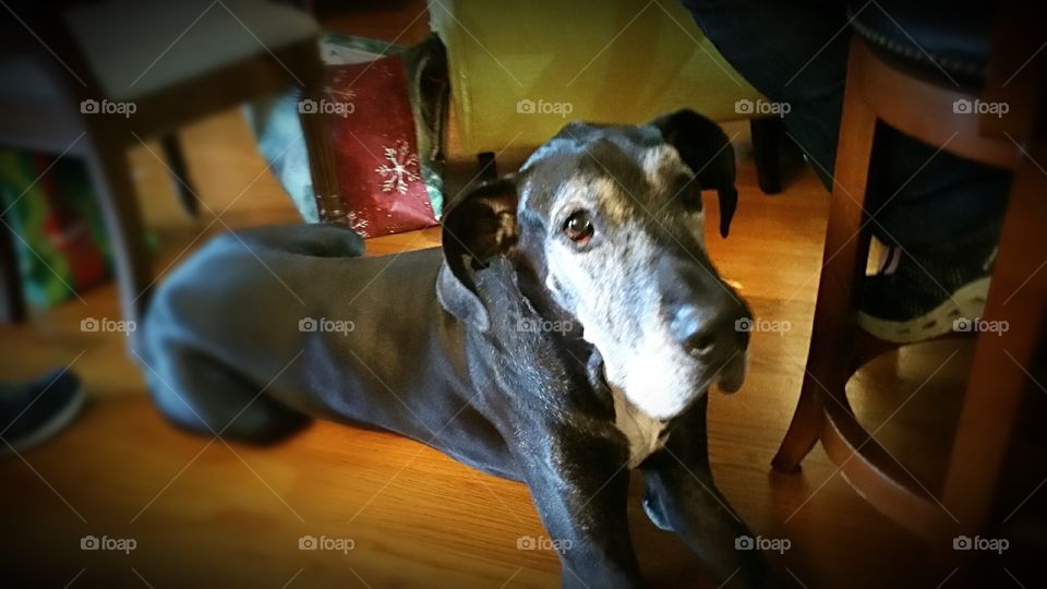 Old Great Dane