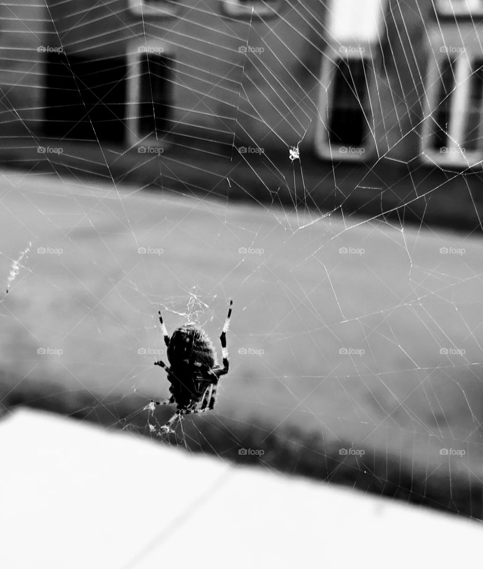 spider in web