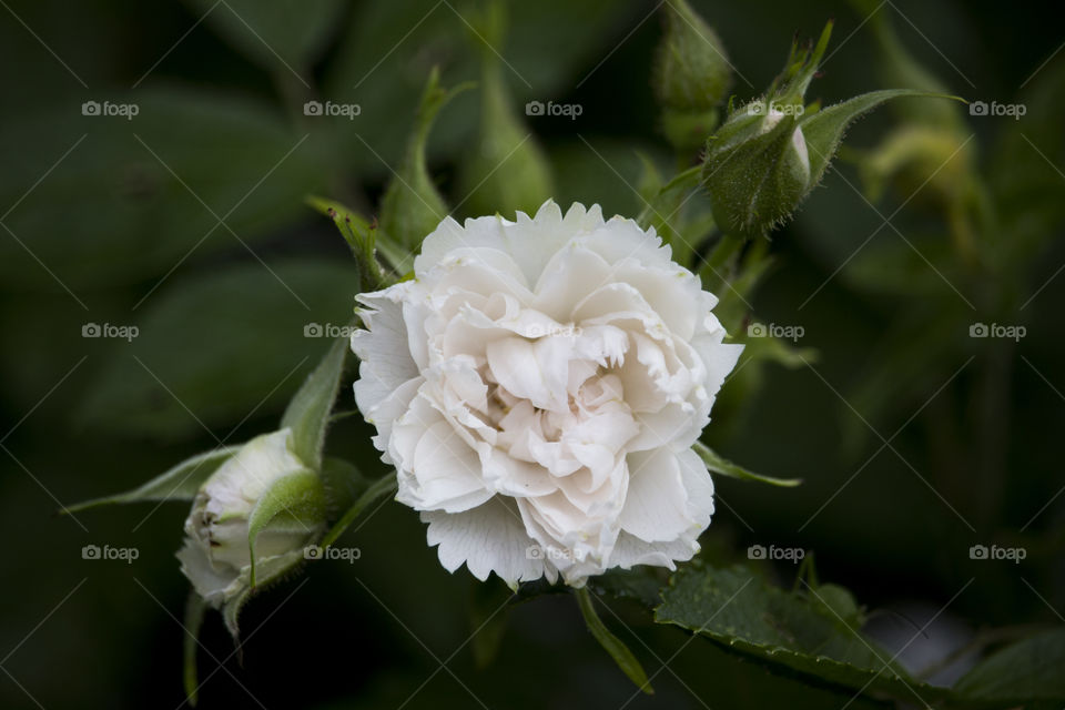 White rose with buds , summer flowers 
Vit ros med knoppar 