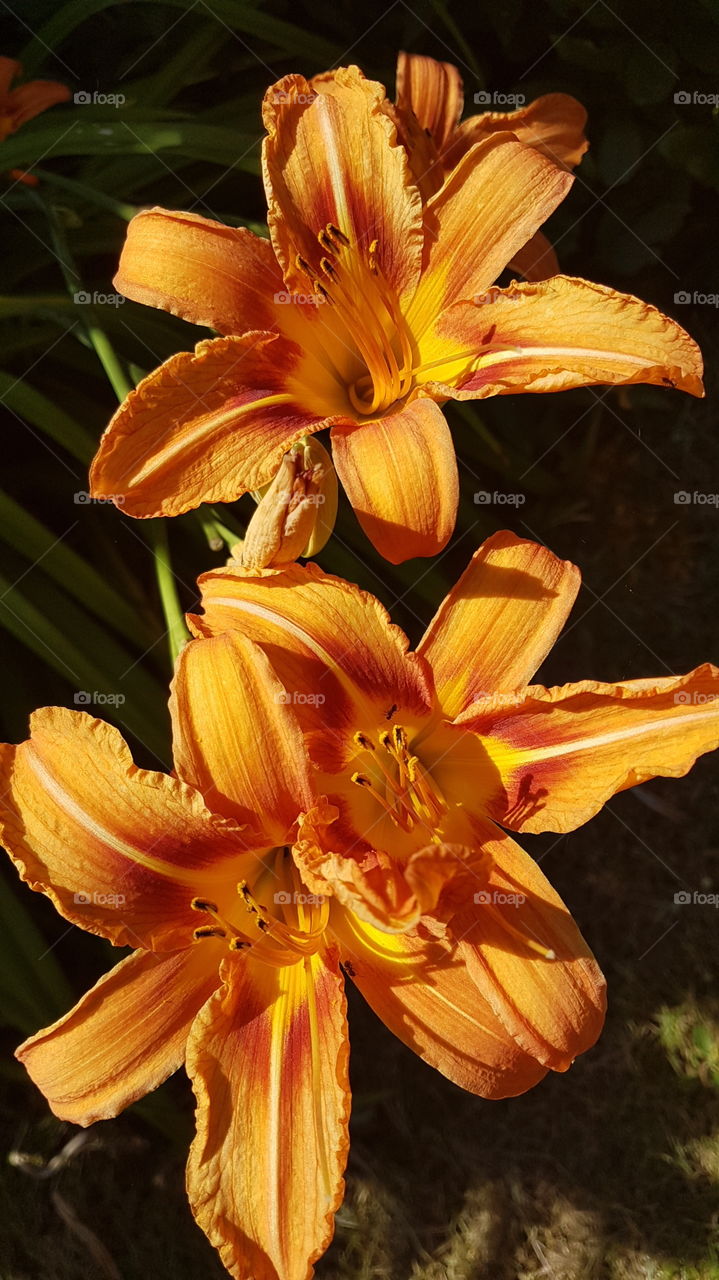 Bahçe orkidesi Gartenorchide