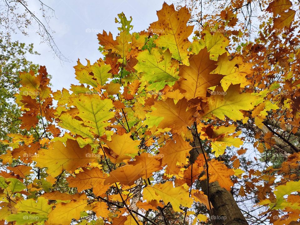 Colorful yellow colors in the forest during fall.