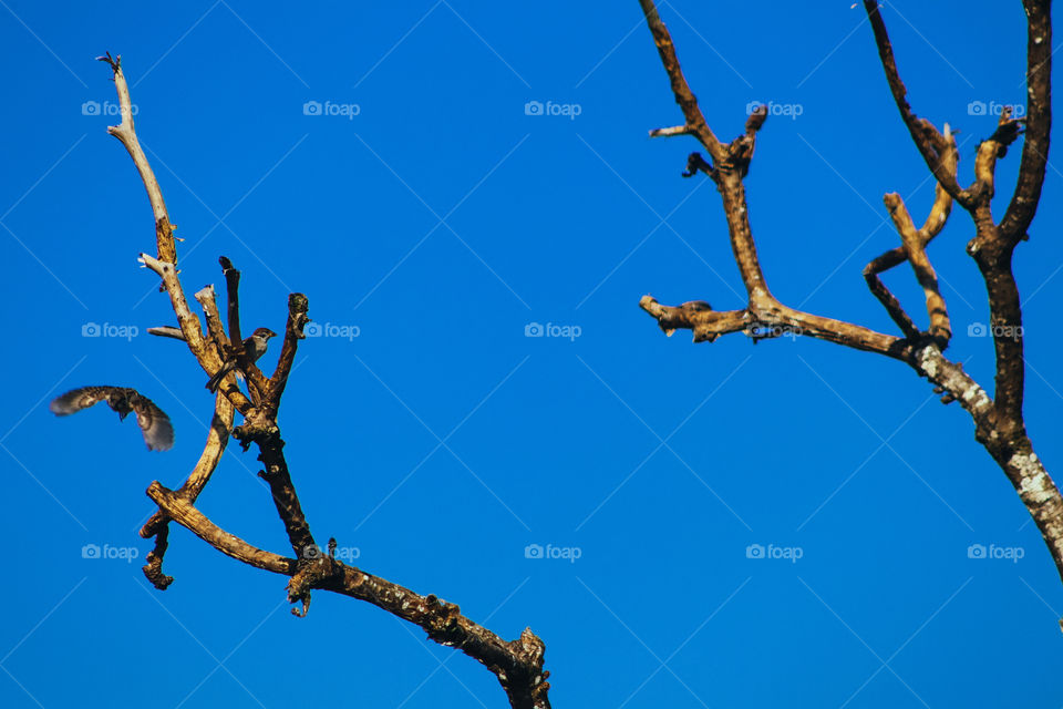 a birds and the trees