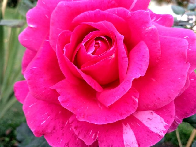 pink Rose