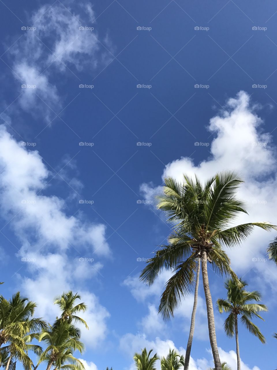 Beautiful palm trees on blue sky. Amazing view 