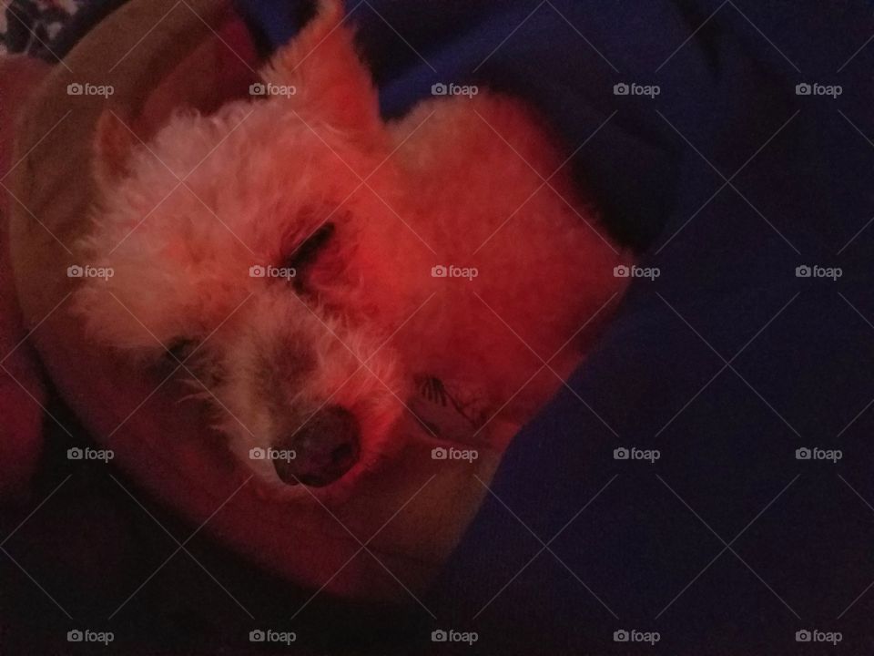 My poodle dog sleeping in our bed lit by the TV light.🐾💙