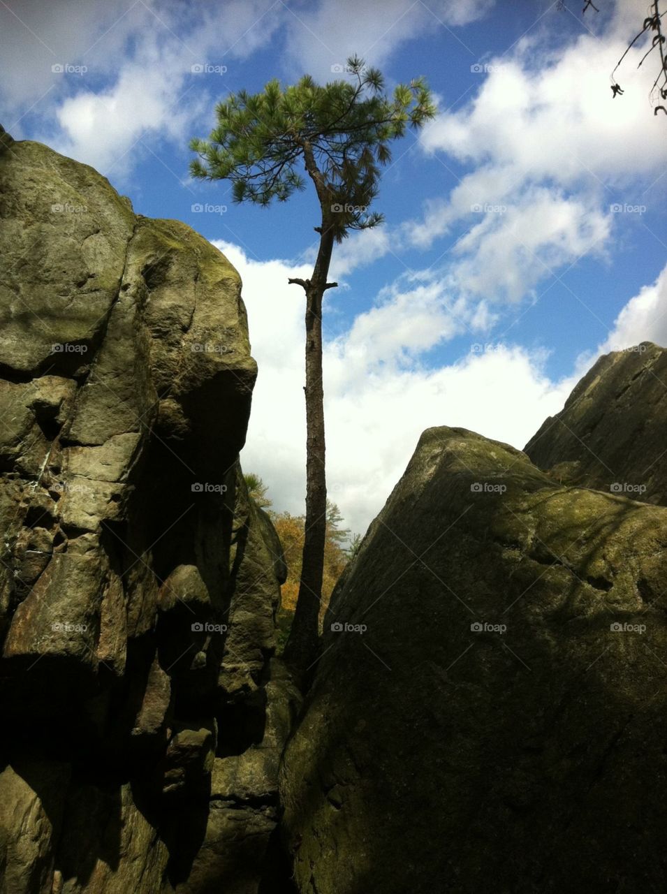 Tree growing between rocks
