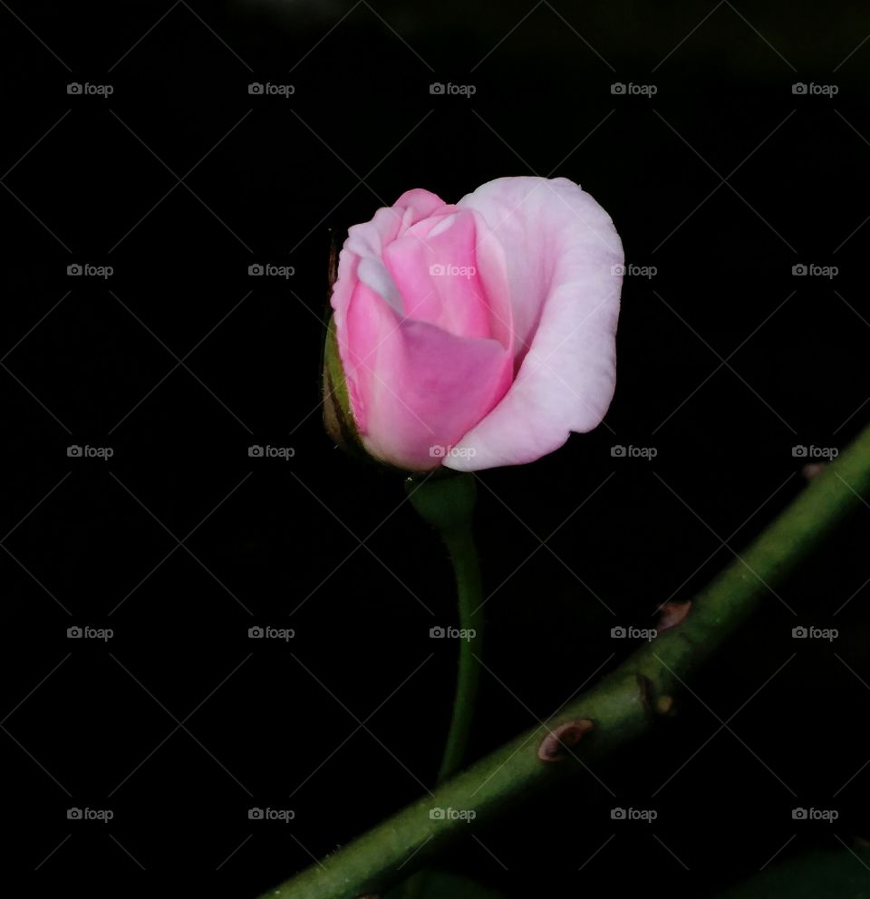 beautiful rose bud