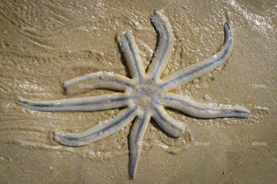 starfish