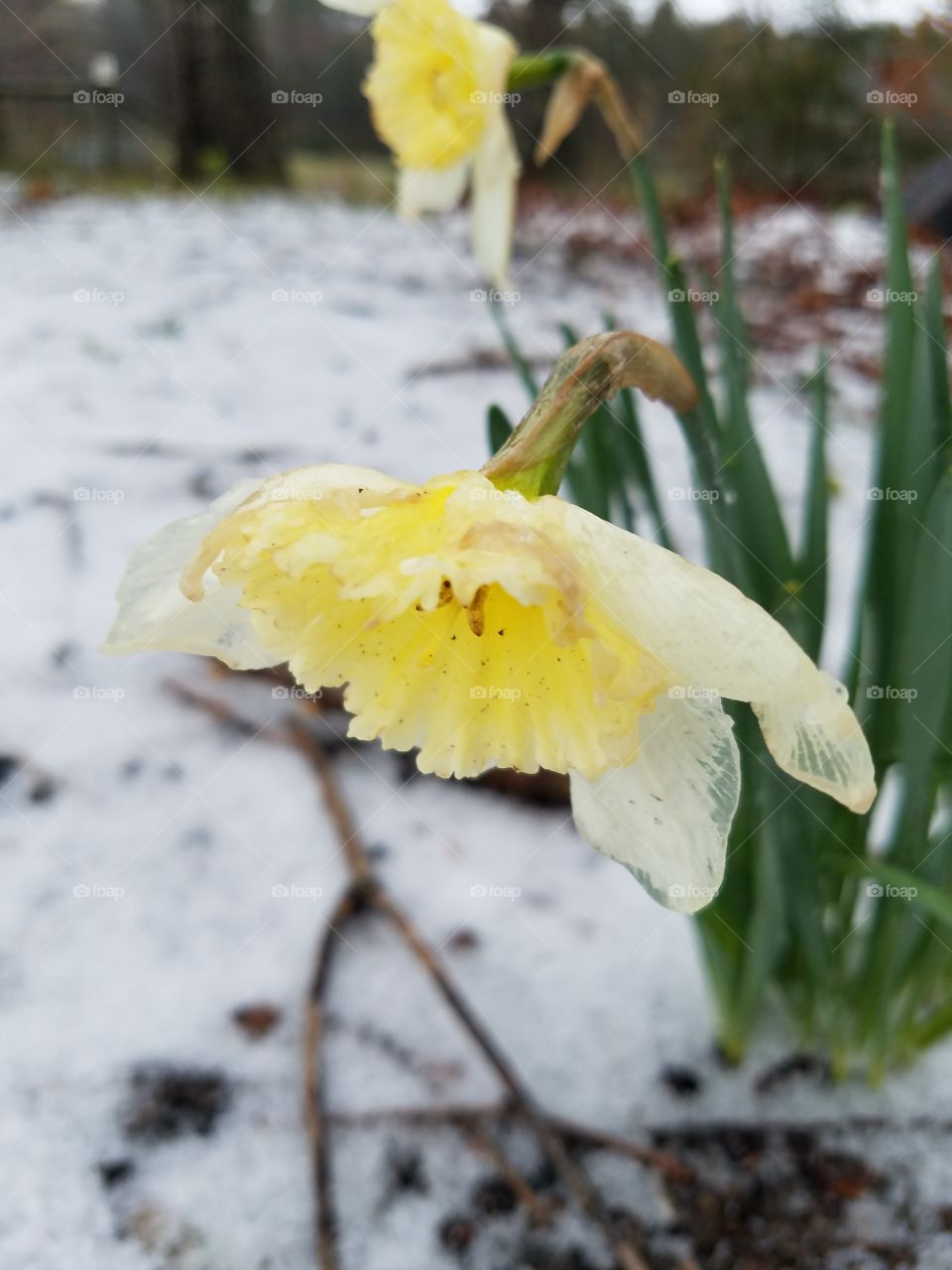 daffodils in snow