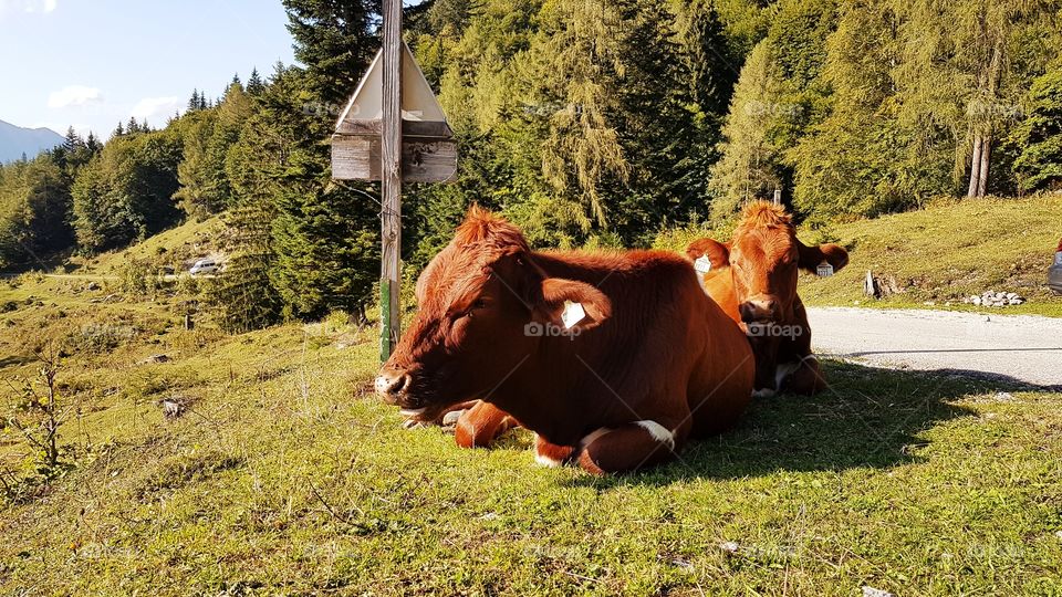 Tiefenentspannt im grünen Gras mit Sonnenstrahlen auf der Nase - österreichische Kühe