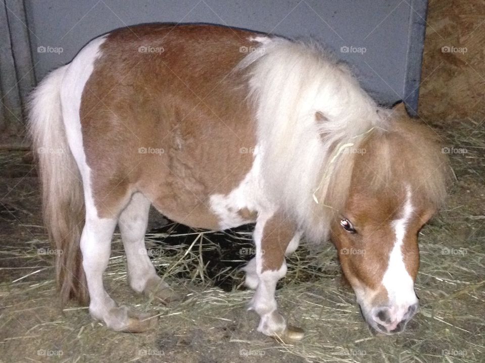 Miniature horse