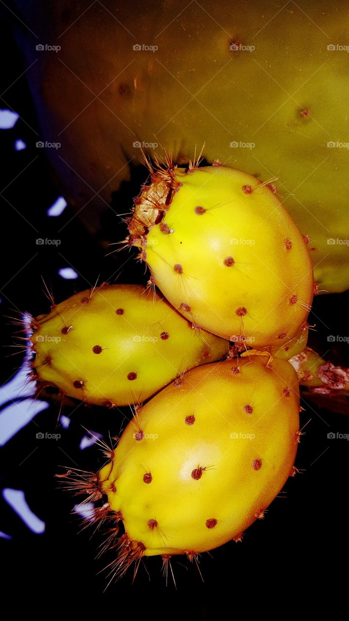 cactus fruits