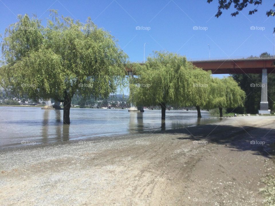 Three Willow Trees in the Flooded Fraser River 