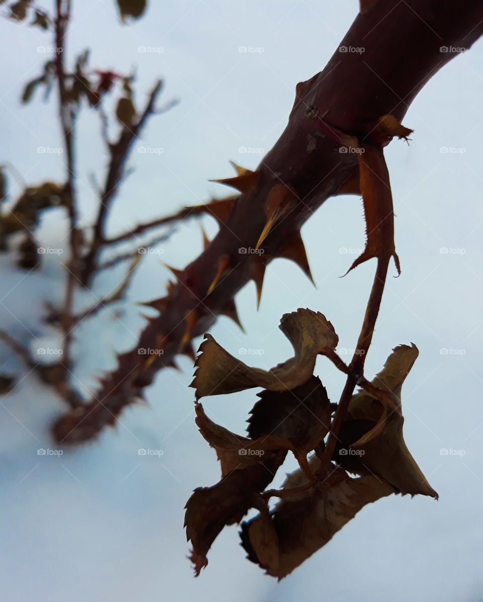 Thorny rose in winter