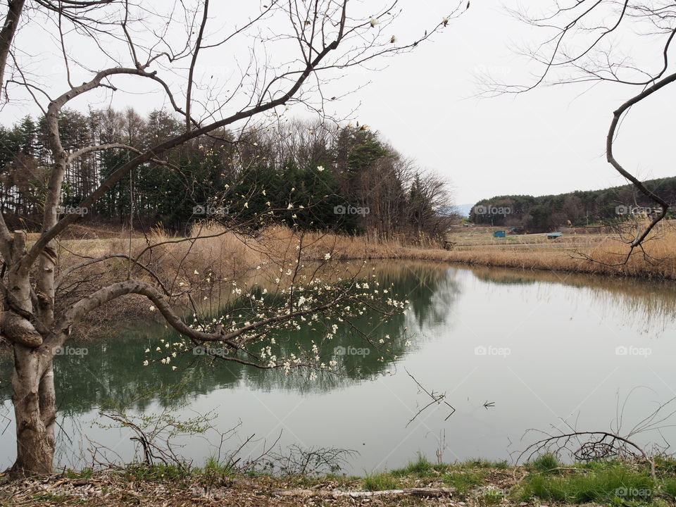 Tree, Water, Landscape, Reflection, River