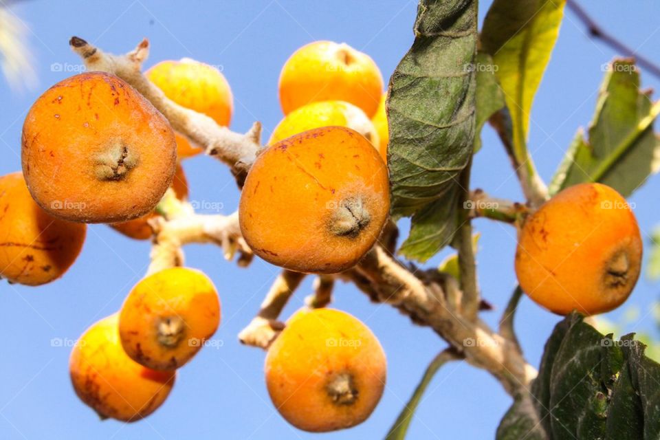 Loquat fruit on tree