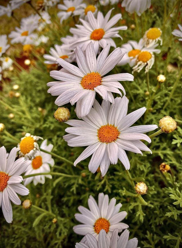 Daisy bush