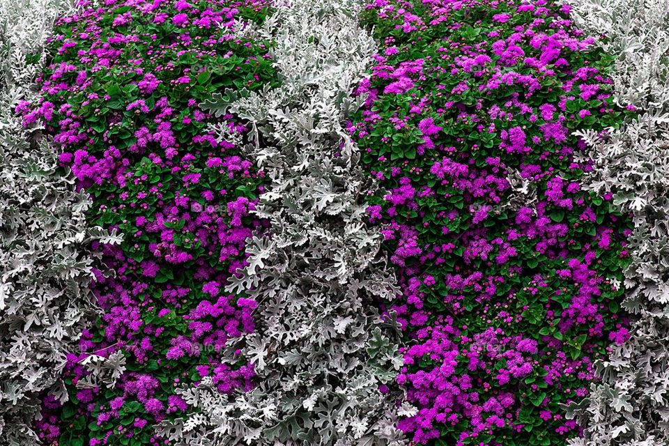 Flowery wall