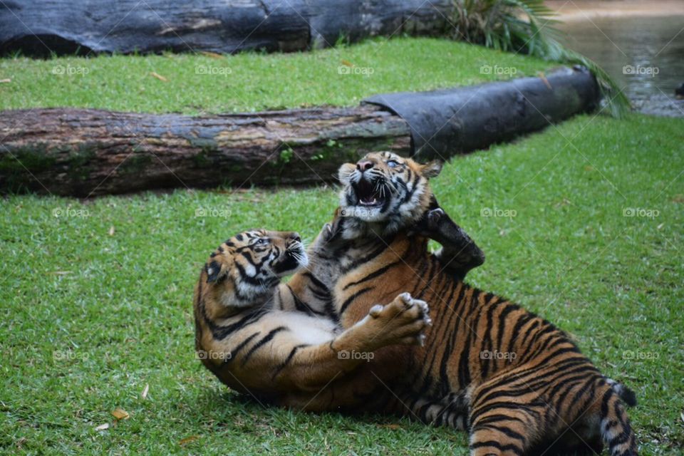 Tiger cubs play