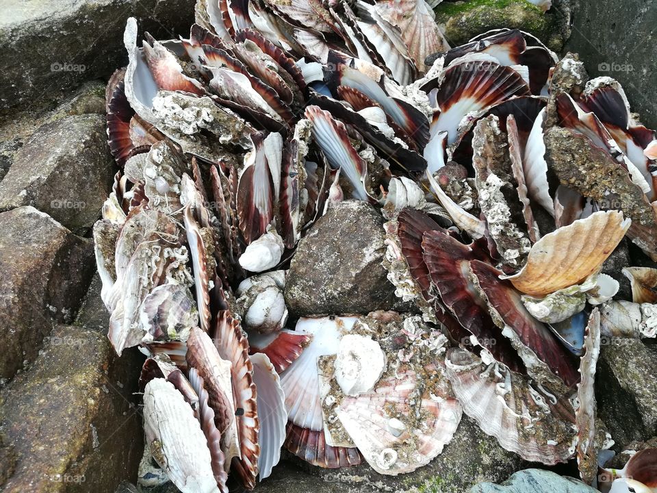Clams stranded by the sea