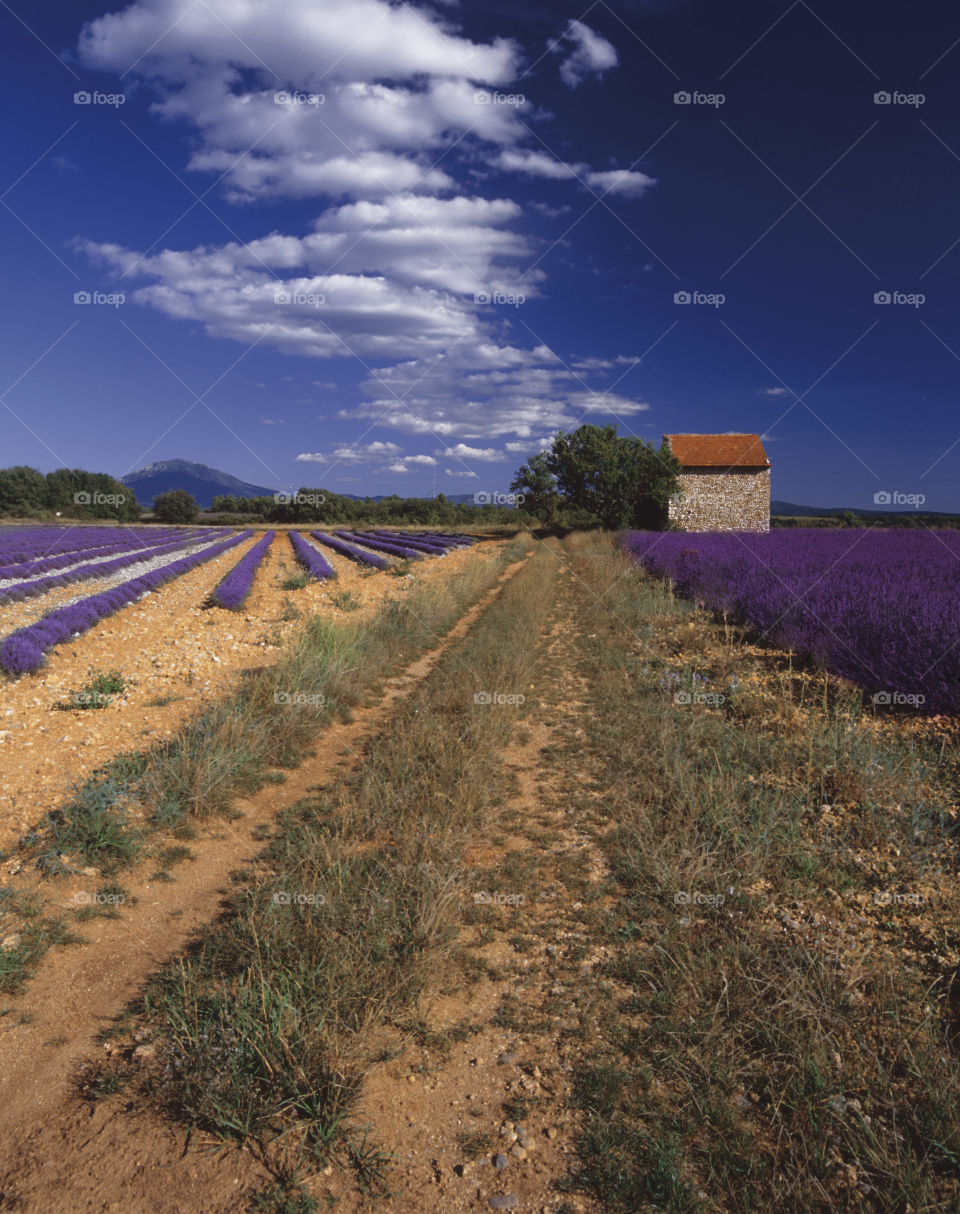 Lavender. Provence