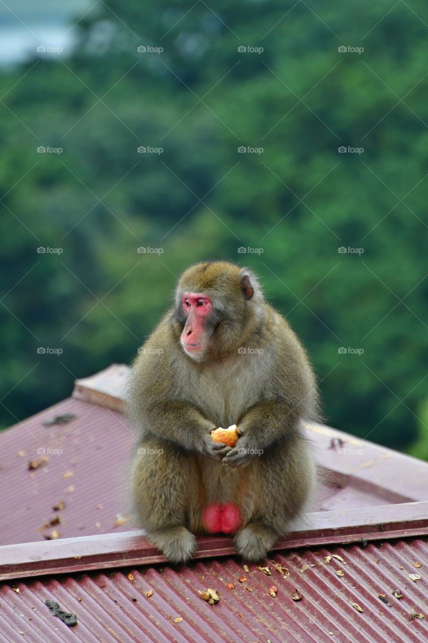 Japanese macaque alpha male