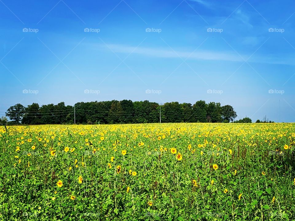 Sunflower field in Ohio on sunny day 