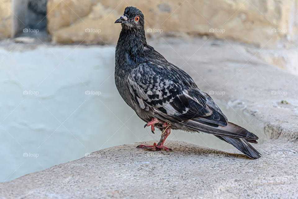 Pigeon standing on the one leg