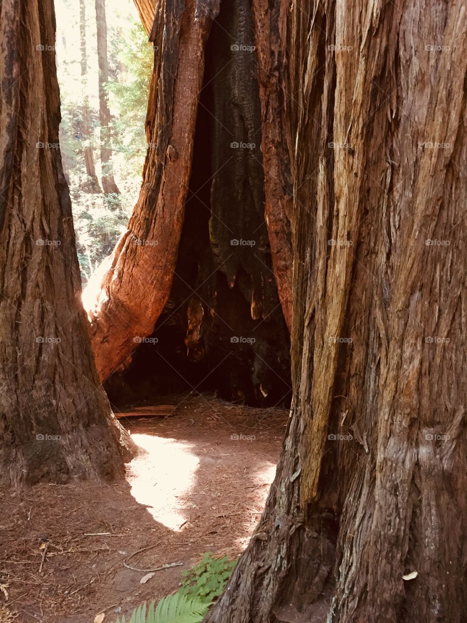 Sequoia that has seen many, many years