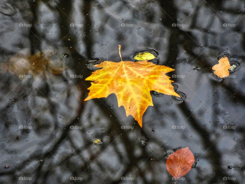 Leaf in the water