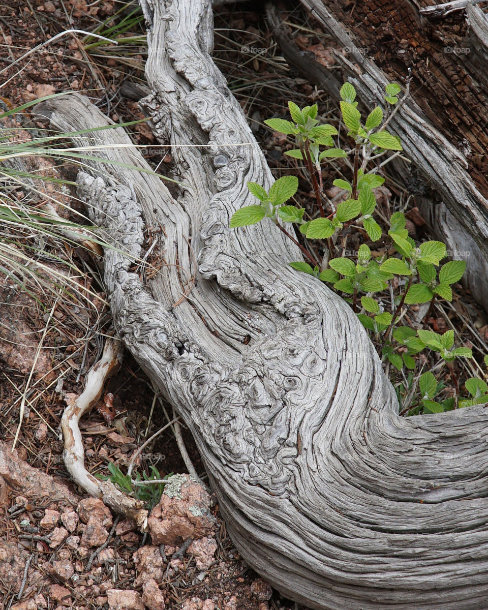 Driftwood on forest floor -Colorado