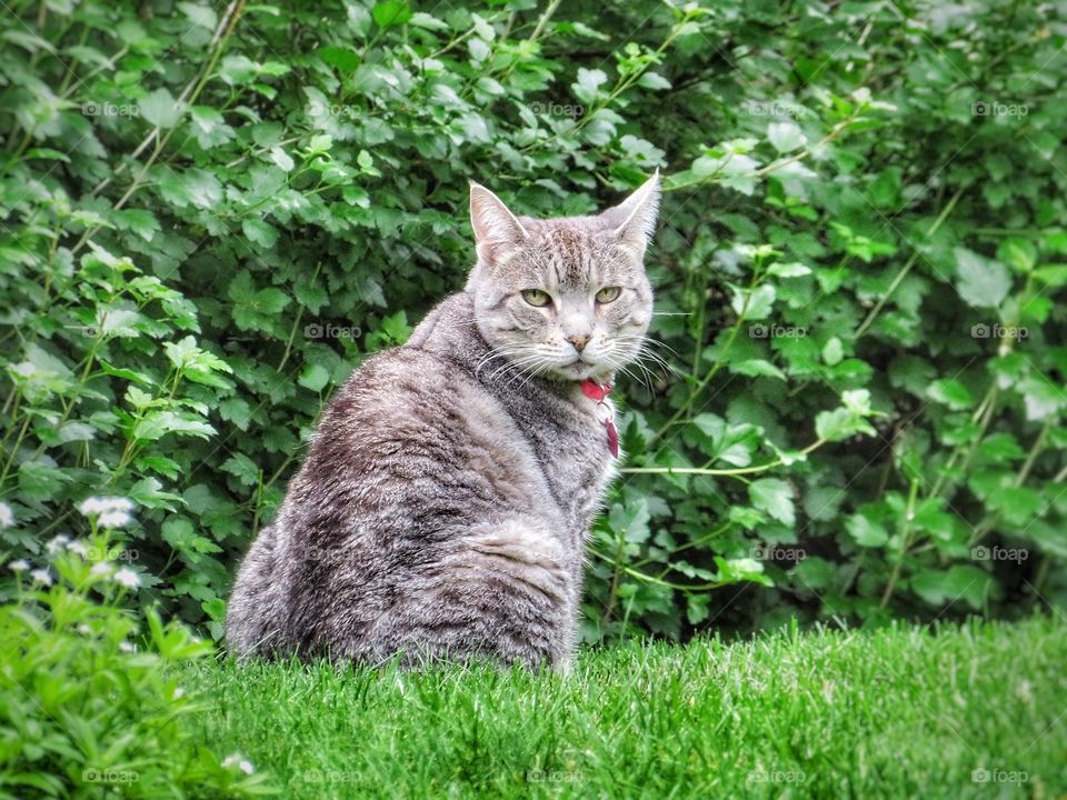 Another neighborhood cat