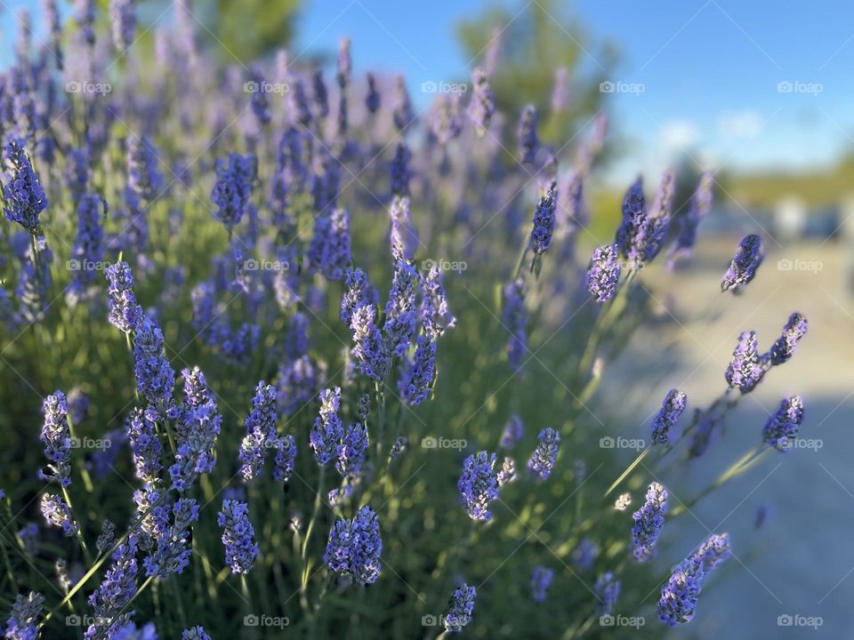 Blooming lavender bushes with purple flowers 