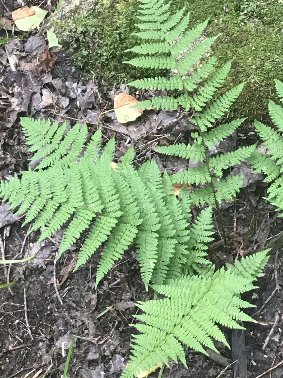Fougère 