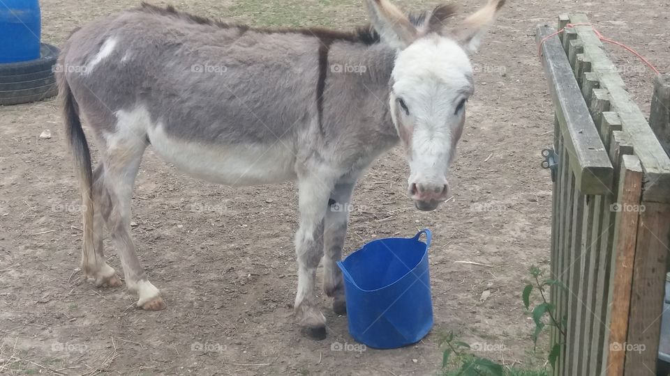 Donkey