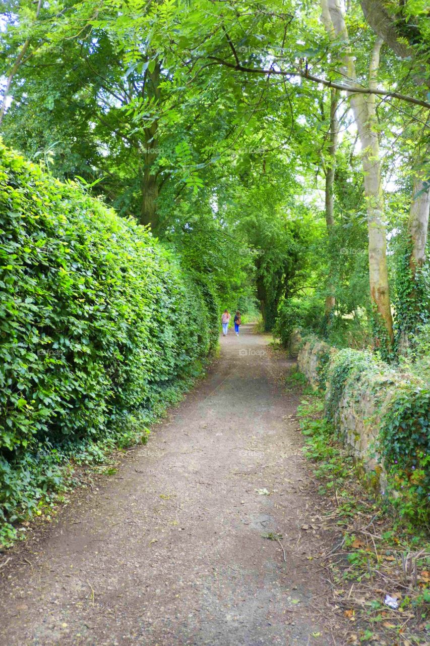 Trail. Forest