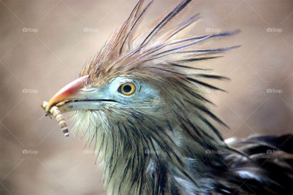 Bird carrying insect on beak