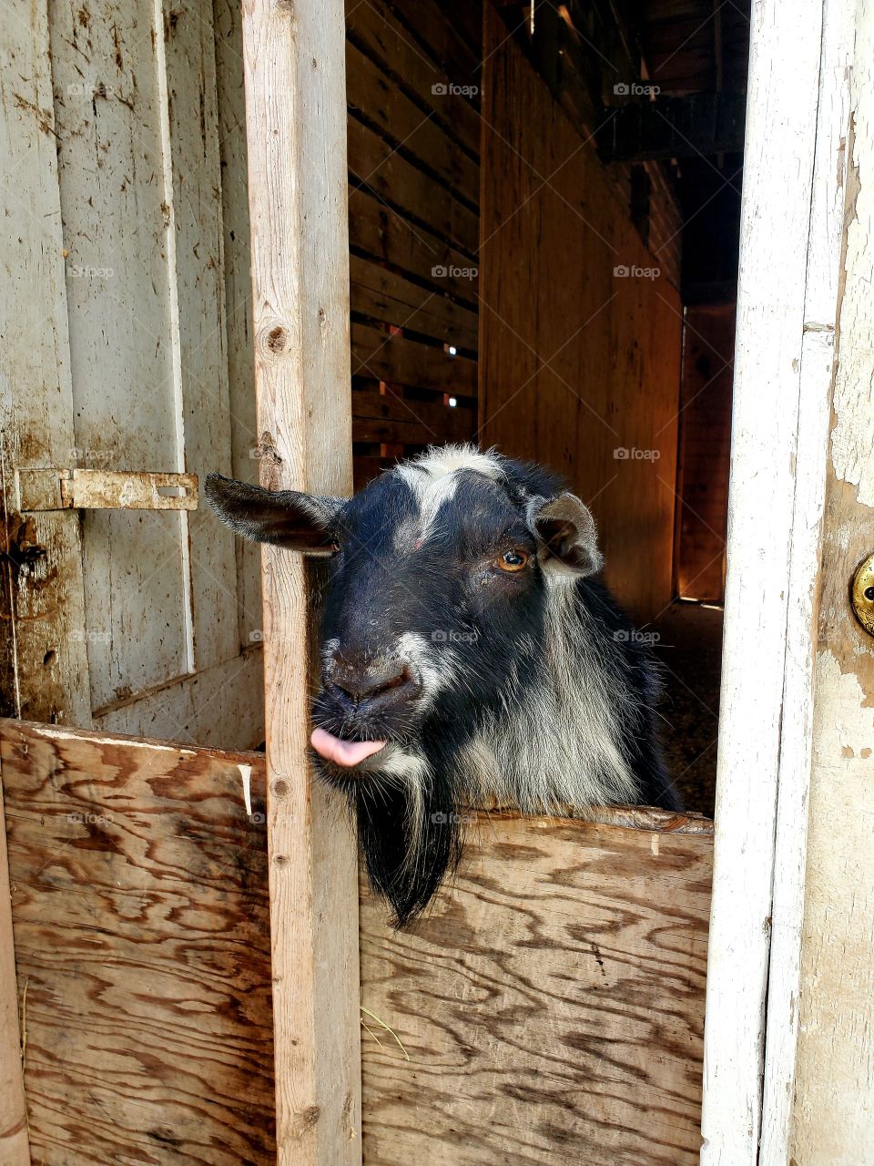 funny goat