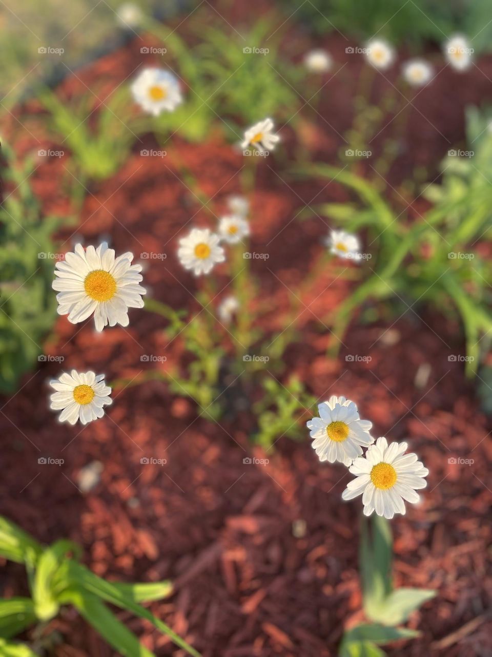 Summer daisies. Minnesota has the best blooms. They really remind me of summertime as a kid. 