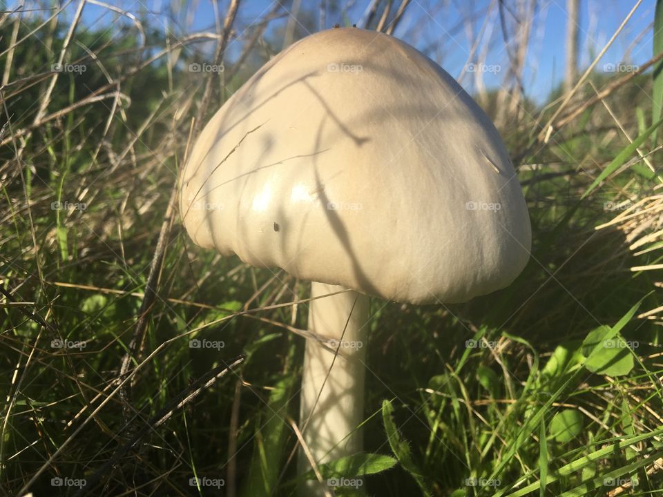 Wild mushroom in grass