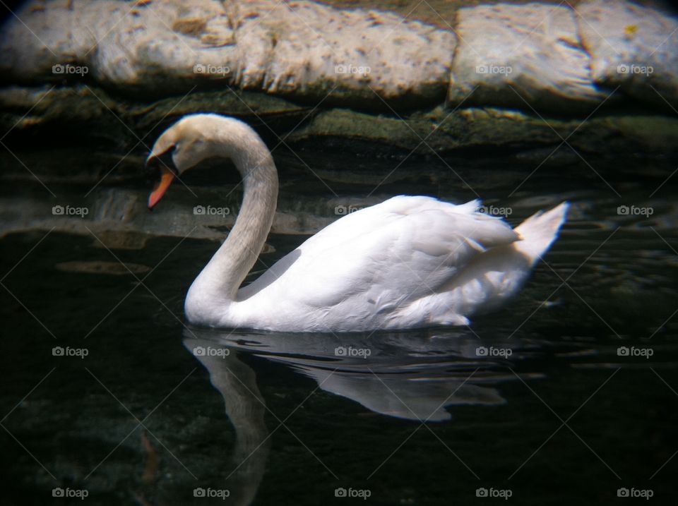 Bird, No Person, Swan, Wildlife, Water