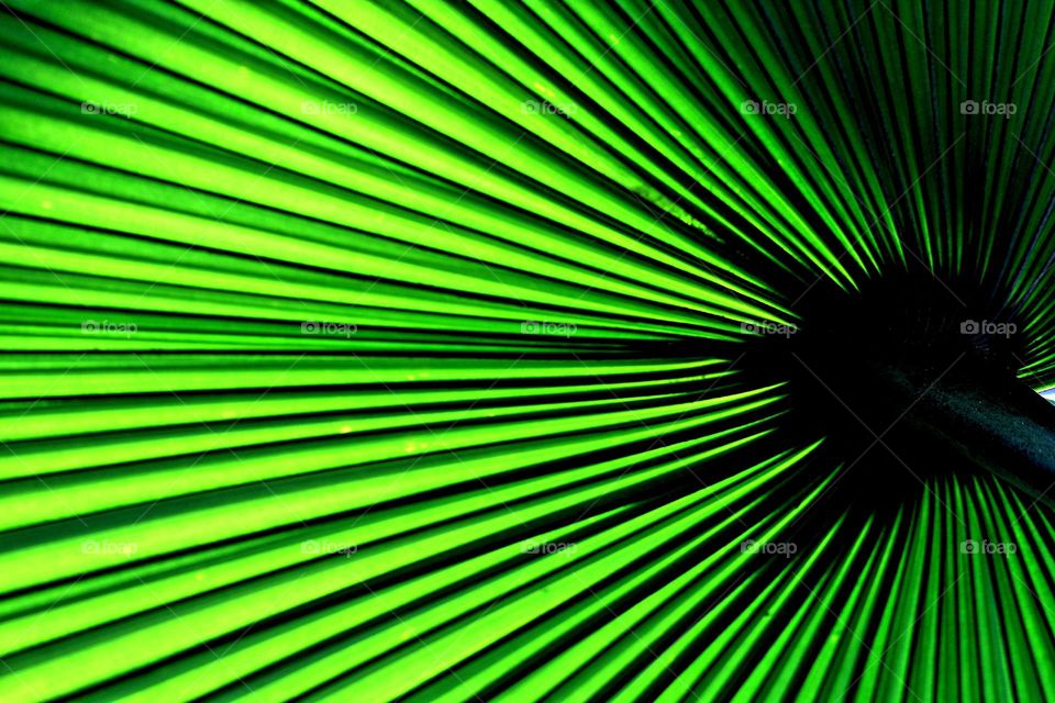 Farn in der Frühlingssonne