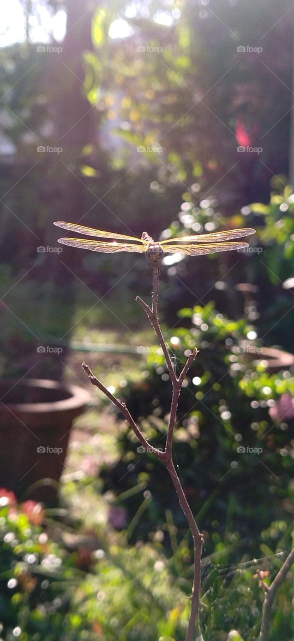 Dragonfly