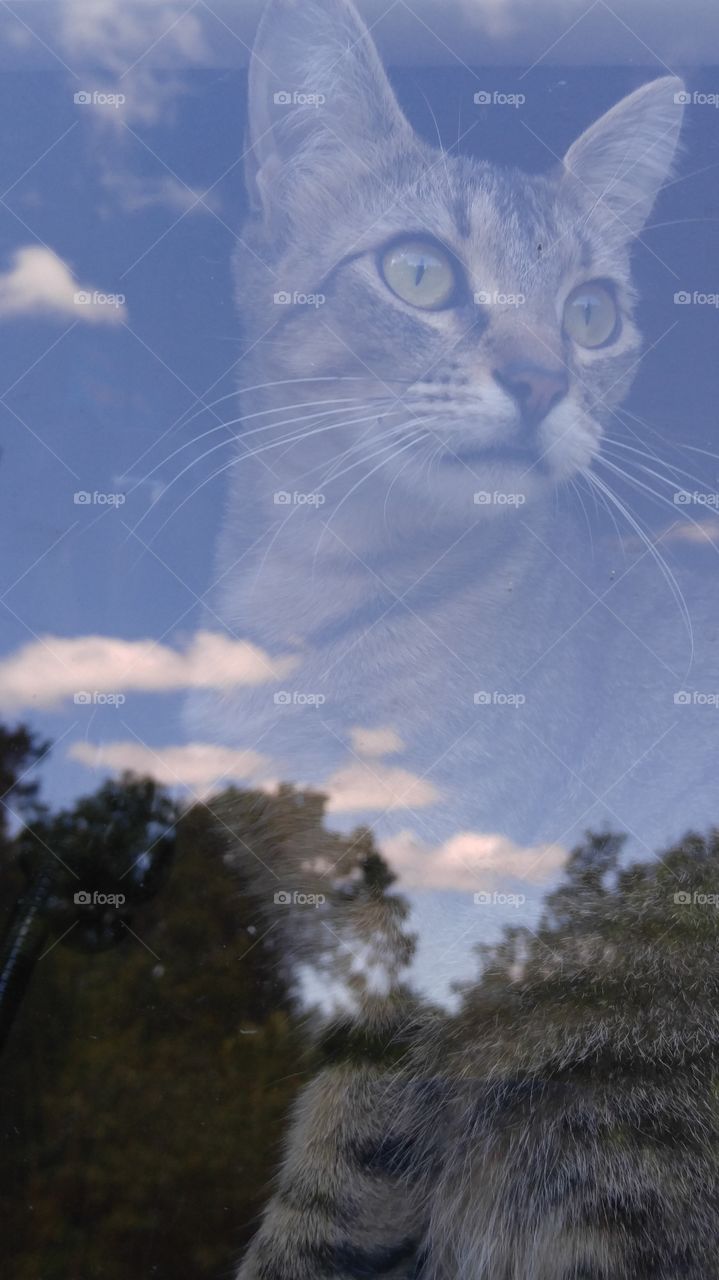 Cat in the window, taken from the outside