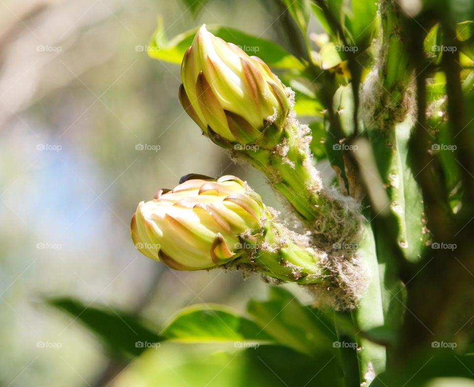 cactus  blossom
