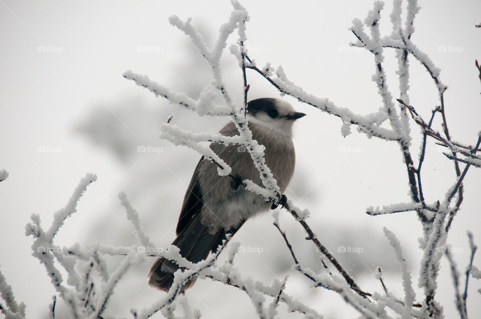 Chickadee perched on a snowy branch